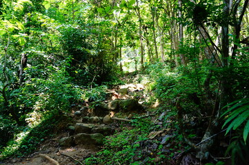 Fototapeta premium tropical forest