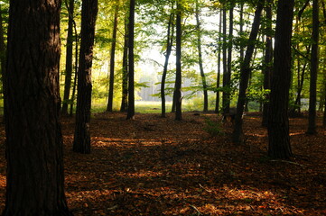 autumn in the forest