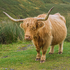 A Highland cow with shaggy golden hair and long horns stands on a patch of grass on a hillside in Glen Lyon, Scotland.