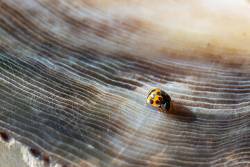 Ladybug on petrified wood
