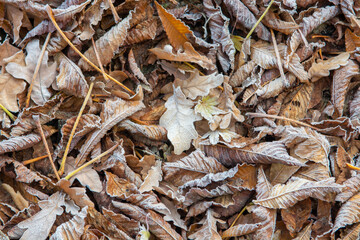 autumn leaves on the ground