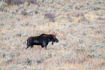 Bull moose in open meadow