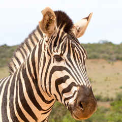 Fototapeta na wymiar Addo Elephant National Park: Portrait of a Burchell's zebra