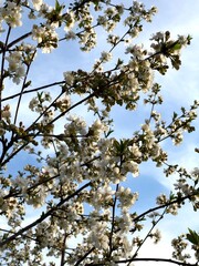 blossoming apple tree