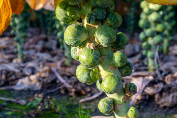 brussels sprouts plant soon to be harvested 