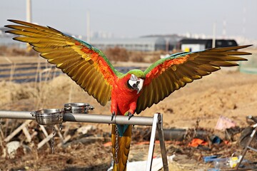 한국공원에서만난앵무새동호회회원들과같이찍은사잔입니다