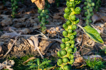 brussels sprouts plant soon to be harvested 
