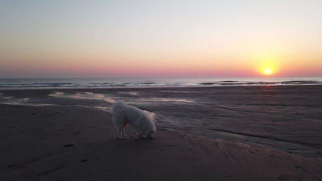 samoyed dog on the beach at sunset