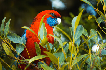Red and Blue parrot in the trees