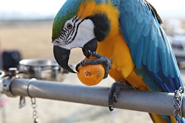 한국공원에서만난앵무새동호회회원들과같이찍은사잔입니다