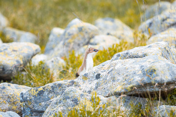 Weasel in the mountains