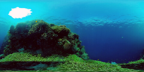 Fototapeta na wymiar Tropical Fishes on Coral Reef, underwater scene. Colourful tropical coral reef. Scene reef. Philippines. 360 panorama VR