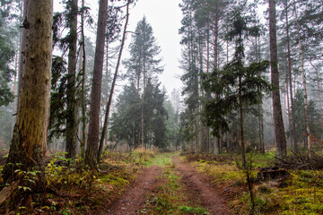Pochmurny, jesienny dzień w Puszczy Knyszyńskiej, Podlasie, Polska