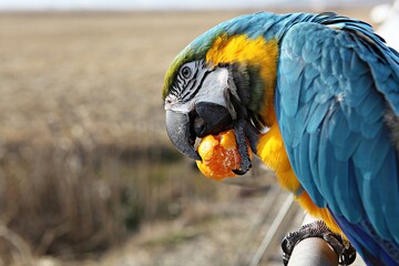 한국공원에서만난앵무새동호회회원들과같이찍은사잔입니다