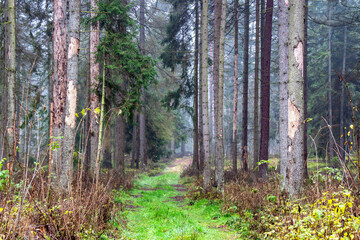 Pochmurny, jesienny dzień w Puszczy Knyszyńskiej, Podlasie, Polska © podlaski49