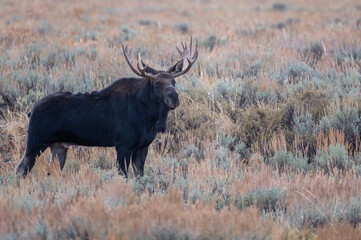 Bull moose in open meadow