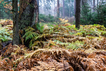 Pochmurny, jesienny dzień w Puszczy Knyszyńskiej, Podlasie, Polska