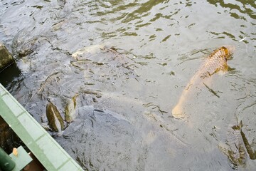 Some carps are waiting their food on the pond.