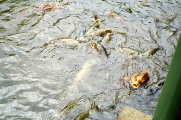 Many carps on the pond.