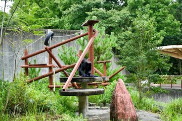 The chimpanzee in the zoo.