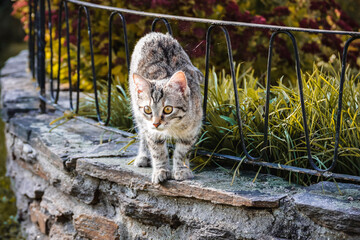 cat on the fence