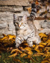 cat in autumn