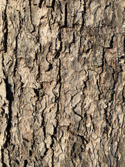 Tree Bark