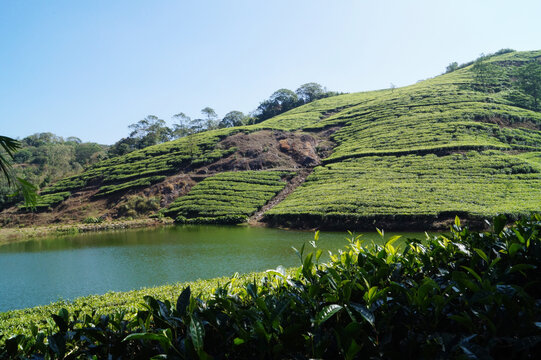 Tea plantation in Wagamon Kerala, India
