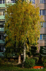 Brzoza w listopadzie  © Dariusz Dziuda