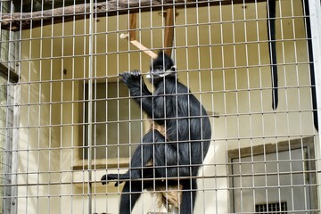 Francois's Leaf-monkey in the zoo.