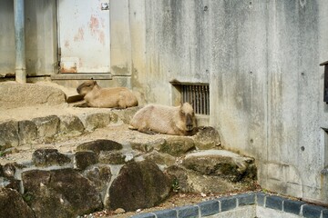 Sleeping capybara in Japanese zoo.