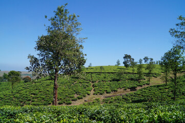 Fototapeta na wymiar Tea plantation in Wagamon Kerala, India