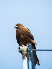 A hawk sitting on a pipe on the terrace of a building shot against a blue sky