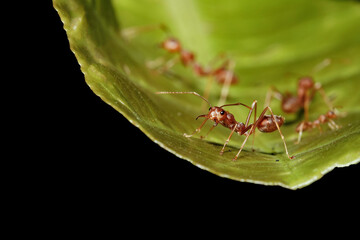 Close up red ant on green leaf in nature at thailand