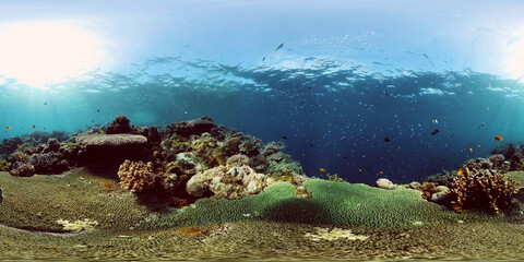 Tropical colourful underwater seascape. Tropical fishes and coral reef underwater. Underwater landscape. Philippines. 360 panorama VR