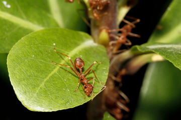 Close up red ant on green leaf in nature at thailand