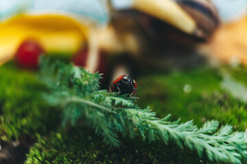 ladybird on a leaf