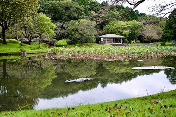 Fototapeta na wymiar The view of a pond in the park.