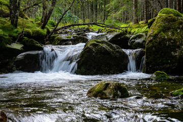 Calm scenery of a creek in a norwegian forest