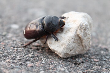 Black beetle crawling on the stone.

