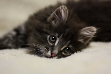 Gray cat with beautiful shrek eyes