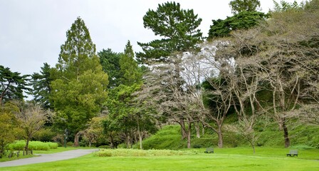 Some trees in the big garden.