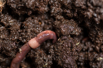 close up of  worms on the ground