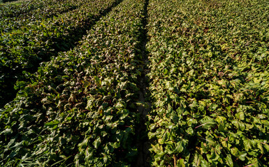 Hand harvesting process fields of beet roots