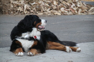 Chien bouvier bernois mâle