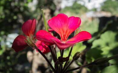 Red geranium blooming, centered