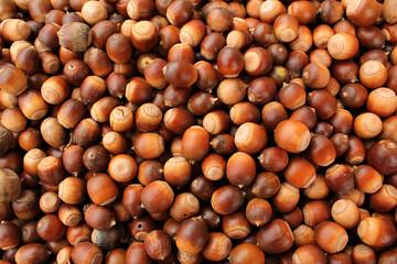 A lot of dried acorn. Autumn background