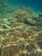 スノーケリング　水中のサンゴ礁と熱帯業