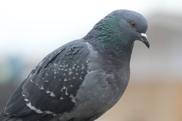 urban dove close up. waiting for a treat