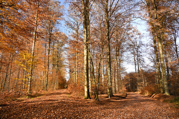 Beautiful autumnal view of forest paths leading together. The forest paths are covered with brown leaves.